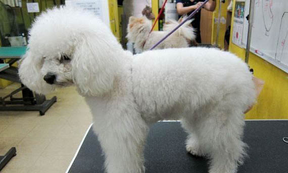 貴賓犬洗澡需要注意點什么