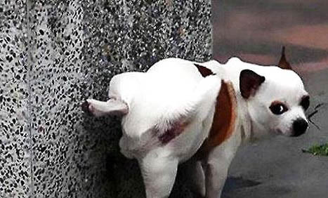 狗狗得了犬蠕形螨能活多久?