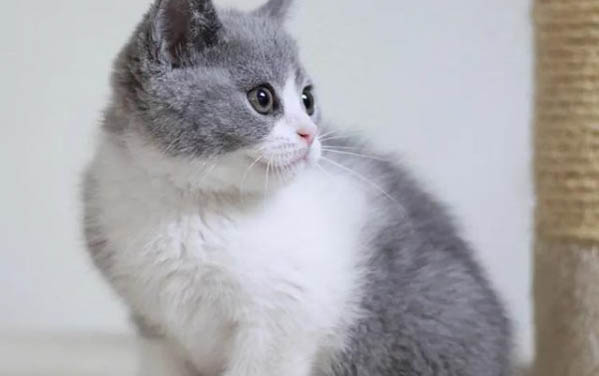 小貓咪特別愛咬人