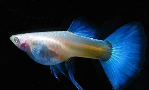 多種孔雀魚混養會不會雜交
