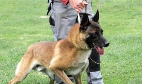 如何訓犬大小便