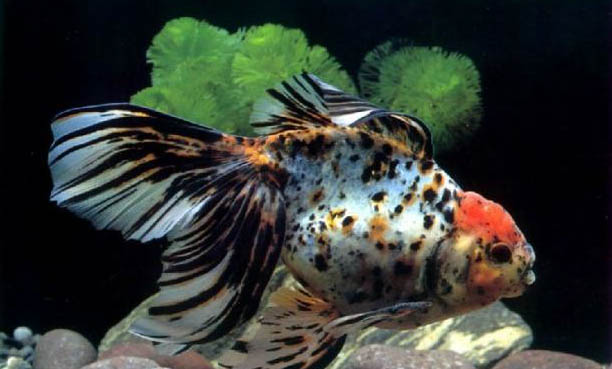 魚浮頭有哪些原因