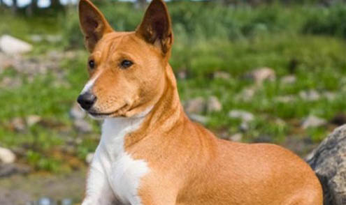 狗狗犬瘟后期抽搐還有救嗎