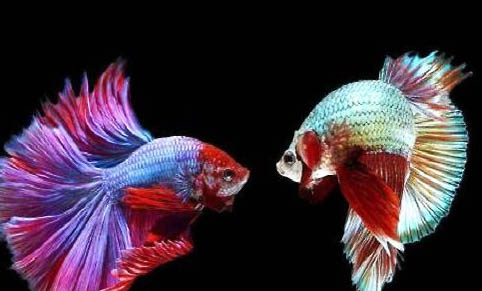 泰國斗魚可以和其他魚一起養(yǎng)嗎