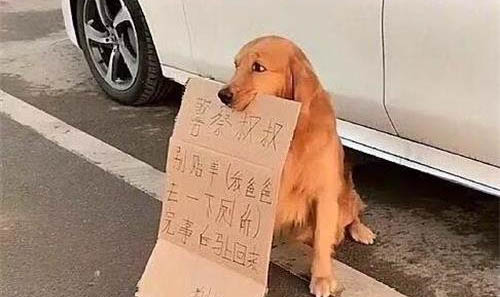 買狗狗去哪里買比較好