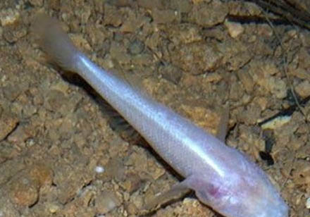 自來水放了一夜能養魚嗎