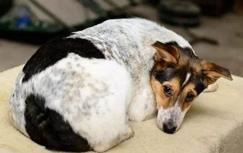 犬瘟熱臨死前的舉動(dòng)