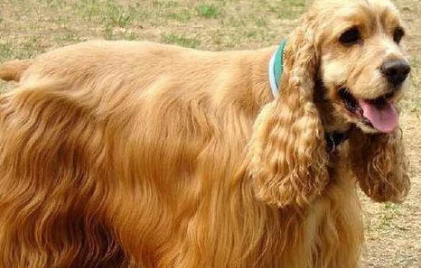 英國可卡犬真菌感染的原因及處理方法