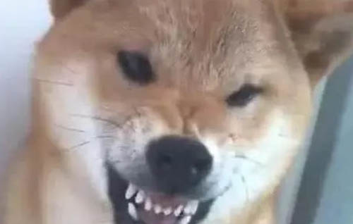 狗狗便秘拉不出來怎么解決呢