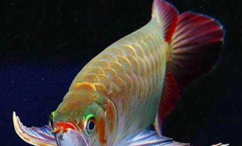 龍魚死了是什么原因