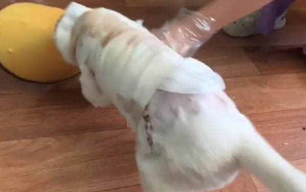 狗愛吃什么