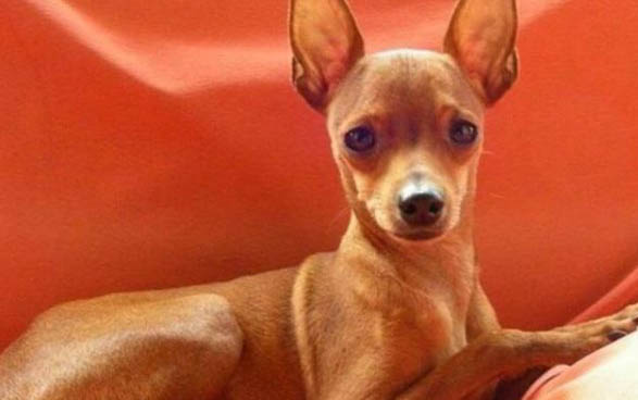 小鹿犬價(jià)格多少錢一只