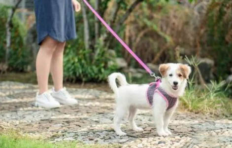 狗狗干嘔咋回事?