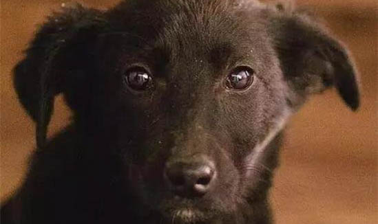 狗狗打狂犬疫苗多少錢