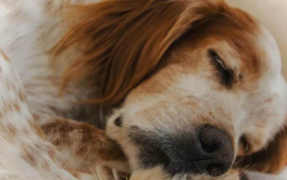 犬瘟出現抽搐還能活多久