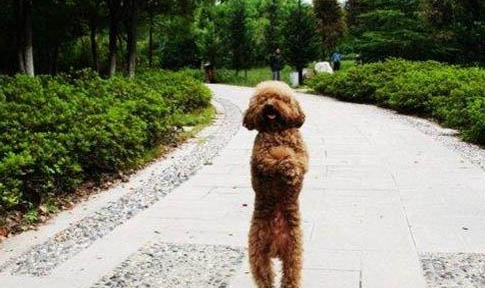 狗隱睪不做手術可以嗎