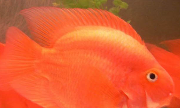 鸚鵡魚浮在水面是什么原因