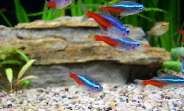 紅色觀賞魚有哪些品種？