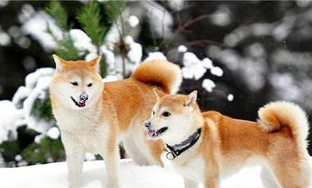 柴犬和秋田犬哪個聰明