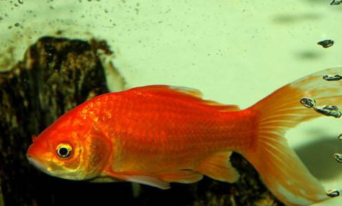 觀賞魚7天喂一次食可以嗎