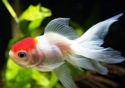 金魚能和孔雀魚混養嗎