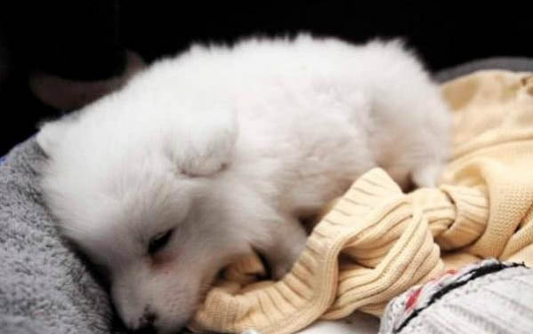 狗狗洗澡后多久可以進行體外驅蟲？