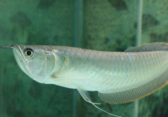 銀龍魚不吃食怎么辦