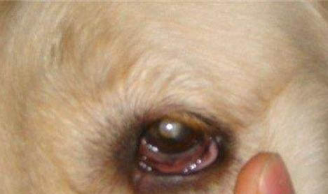 狗得了犬瘟熱加細(xì)小病毒一般能活多久
