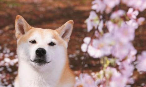 柴犬為什么不適合家養(yǎng)柴犬不適合家養(yǎng)的原因