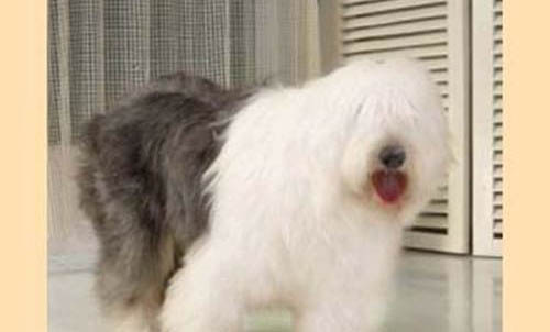 犬瘟要多久才能洗澡