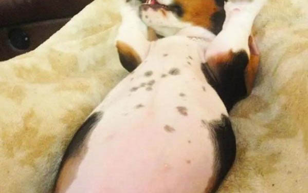 狗狗項圈和肩背帶哪個好