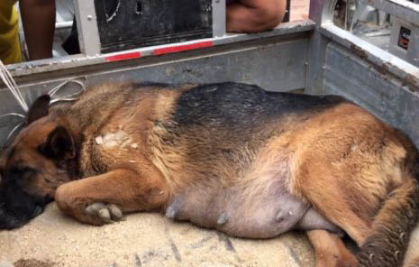 英國古代牧羊犬拉稀帶血是什么原因