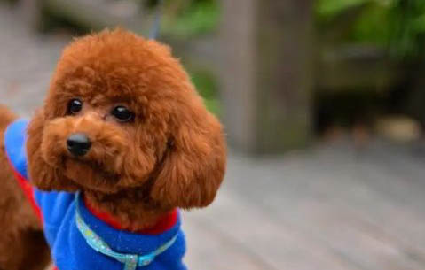 泰迪犬什么顏色最聰明