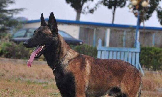 馬犬正確飼養方法是什么呢？