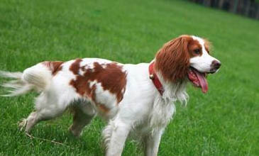 史賓格犬是性格怎么樣的
