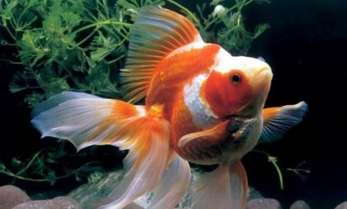 冬天金魚換水的方法