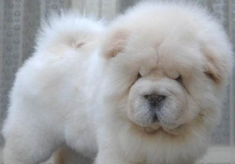松獅犬價格如何