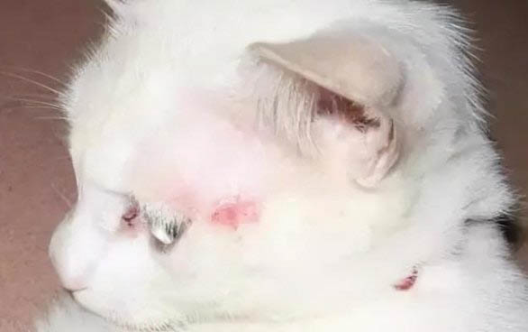 貓咪不同睡姿代表著什么