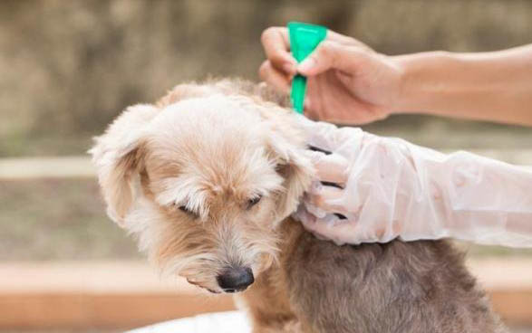 狗狗細小病毒是否需要隔離