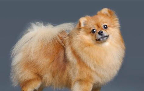 銀狐犬多久才會認主人？