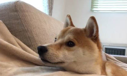 柴犬和秋田犬的區(qū)別是什么
