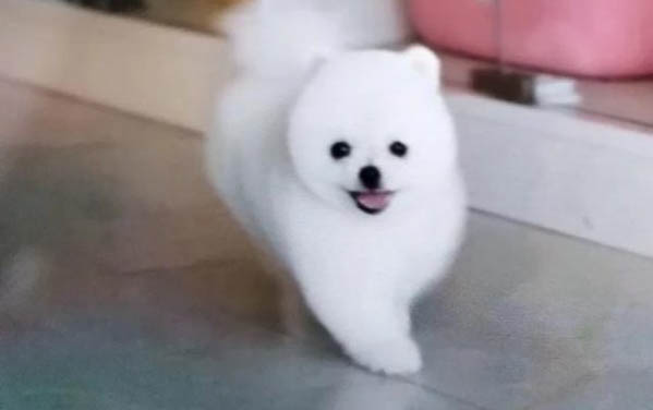 怎么對小狗進行催吐
