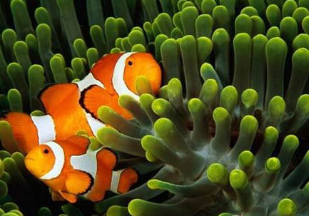 小丑魚是熱帶魚還是海