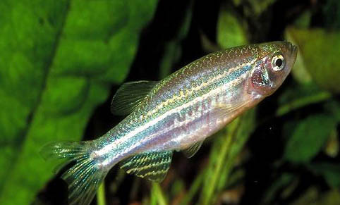 斑馬魚懷孕多久生小魚