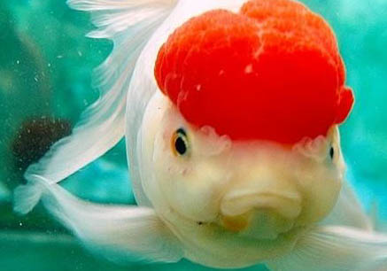 鶴頂紅金魚(yú)頭部變白了是什么病，金魚(yú)頭上褪色怎么治療