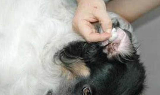 小狗狗會護食嘛為什么不吃