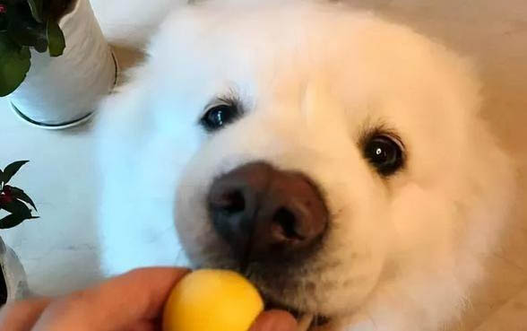 狗狗眼睛充血凸出來