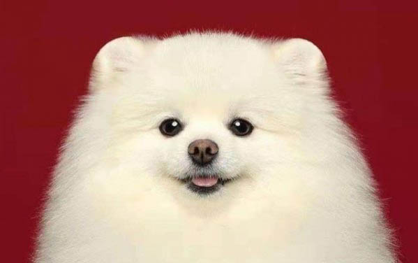 狗狗耳朵有耳螨會脫皮嗎