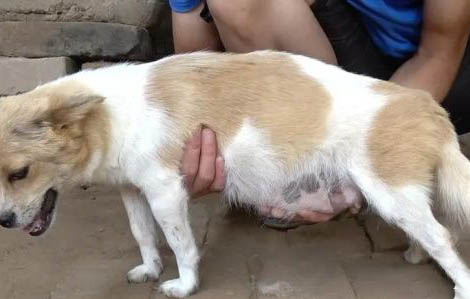 狗狗美容時(shí)如何控制狗