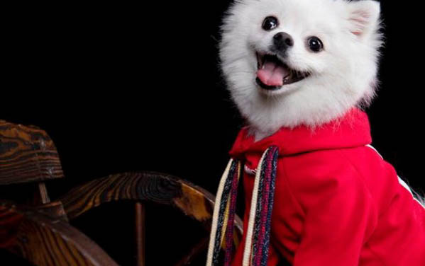 狗狗可以吃蕓豆嗎